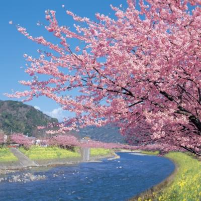 寒假折2,000｜迎春五星東京｜箱根富士屋x台場希爾頓.玻璃之森.遊船纜車.OUTLET.美食雙湯伊豆河津追櫻五日