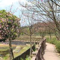 北桃旅遊｜硬漢嶺步道.三芝三生步道.滬尾櫻花大道.五星喜來登二日｜中部出發