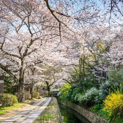 春暖五都醉櫻｜賞櫻百選～奈良梅花鹿.醍醐寺.四季花卉~神戶布引香草園.紀三井寺.哲學之道.黑潮市場.OUTLET五日