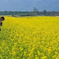 喜蛇賀歲∣開春賞五花~最大媽祖廟祈福·烏山頭遊湖賞夕陽·竹南蛇窯·知本溫泉湯·藍皮環島全程含餐5日