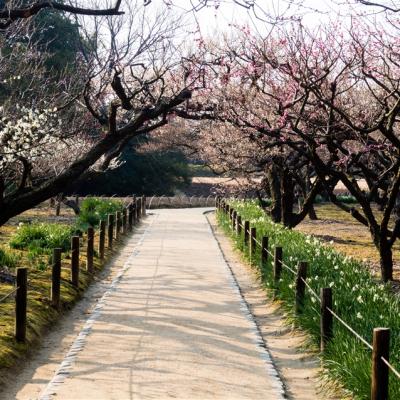 賞櫻四國岡山｜雪白姬路城.吉備津神社.倉敷美觀地區.岡山後樂園.藍染DIY五日｜台中出發