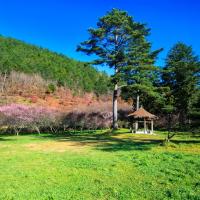 春節折500．宜蘭旅遊｜武陵櫻花前哨戰｜親近澳洲袋鼠.基隆塔.三貂嶺瀑布.蘇澳煙波黃金溫泉三日｜台中出發