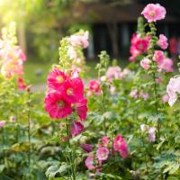 春賞三花·藍皮環島｜阿里山賞櫻x蜀葵花文化節~富源谷賞蝶·品茗春茶·溫泉&自助饗宴·高鐵去台鐵回4日