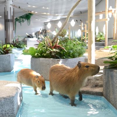 暑假預購折2千｜客製大阪環球影城、京都貓貓寺、NIFREL活生生的博物館、貓頭鷹咖啡廳暑假親子迷你小團五日【專屬包車】