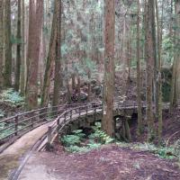 嘉義｜大人囝仔｜最美步道重新開放.特富野古道.柳杉環繞一日｜中部出發