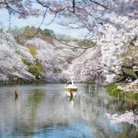 賞櫻預購折2000｜春櫻漫遊關東.賞櫻百選名所~井之頭恩賜公園.輕井澤漫步.小諸城址.表參道購物五日｜保住兩晚溫泉飯店