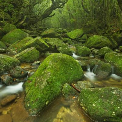 【主題旅遊】日本南九州屋久島登山健行~世界自然遺產、魔法公主森林、溫泉美食5日(含小費)