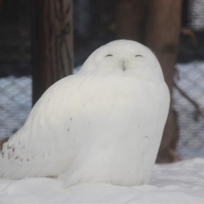 冬季北海道旅遊｜旭山動物園.美瑛青池.銀河流星瀑布.DIY果醬.白色燈樹節.熱氣球.小樽.螃蟹美食五日｜保住三晚溫泉