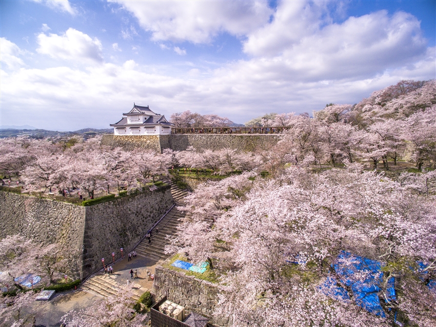 山陰山陽初心春櫻旅｜島根貓號．海景甜點列車｜櫻百選斐伊川堤．津山城．宮島出雲．千光寺．足立美術館．玉造溫泉｜廣島6日