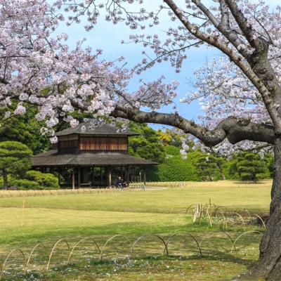 春櫻四國松山|百選賞櫻景點~松山城.岡山後樂園.栗林公園.金刀比羅宮.今治毛巾.道後溫泉街.烏龍麵DIY五日