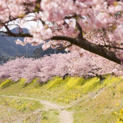 東京旅遊｜河津櫻花祭.伊豆全景纜車.天晴號遊船.三島大吊橋.涉谷SKY展望台.雙溫泉五日｜晚去晚回｜高雄來回