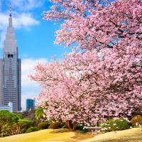 春櫻東京旅遊｜關東賞櫻三大百選名所～富士山絕景櫻花秘境.鎌倉古都漫遊.橫濱港灣OUTLET.美食饗宴溫泉五日