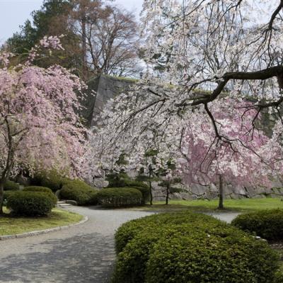 東北旅遊~直飛青森|櫻花名所~弘前公園.角館.盛岡城跡公園.嚴美溪.中尊寺.松島遊船.牛舌風味餐.溫泉五日