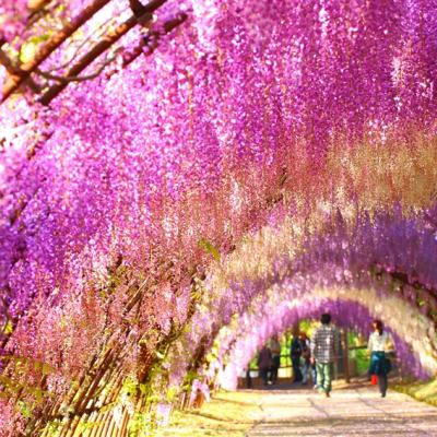 紫藤九州｜紫藤花限定.河內藤園.黑毛和牛.柳川遊船.門司港散策.湯布院~金鱗湖.太宰府溫泉五日【高雄直飛】