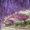 九州旅遊|紫藤絕景河內藤園.海之中道粉蝶花.鐵道博物館.螃蟹吃到飽溫泉五日