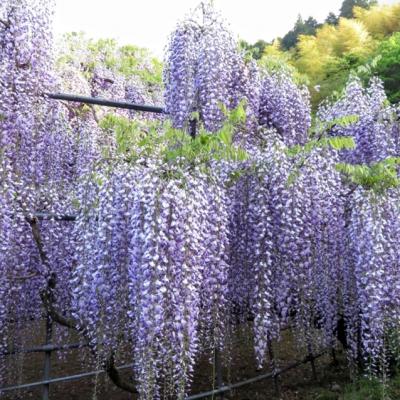 九州旅遊|紫藤花VS杜鵑花.久住花公園~花海美景.金鱗湖.天滿宮.雙溫泉五日｜大分