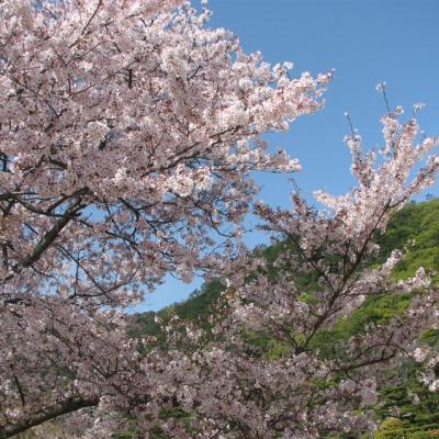 春櫻四國｜賞櫻名所～栗林公園.頓田川河堤畔櫻花.松山城.小豆島橄欖公園.採草莓五日｜台中出發