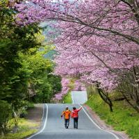 台中旅遊｜【2025武陵農場櫻花季】櫻豔高山農場‧陶醉櫻花雨～紅粉佳人武陵農場‧粉色仙境福壽山農場二日