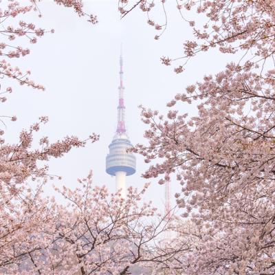 花現櫻花｜首爾｜保證住洲際集團VOCO酒店.穿韓服遊景福宮賞櫻.南怡島美境.超市補貨趣(一站購物彩妝)五日