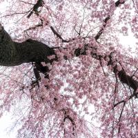 花現首爾｜賞櫻前享汗蒸幕.清風湖畔櫻花節.花海愛寶樂園(兩站購物)五日