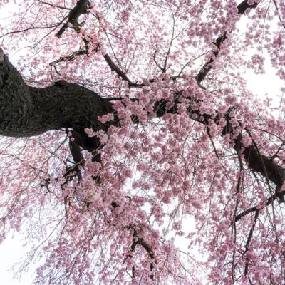 花現首爾｜賞櫻前享汗蒸幕.清風湖畔櫻花節.花海愛寶樂園(兩站購物)五日