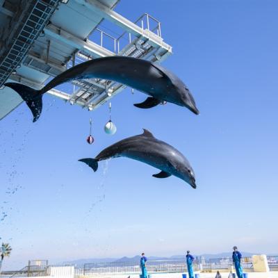 九州旅遊|人氣由布院之森.海之中道水族館.鶴見岳空中纜車.和牛長腳蟹吃到飽.保住雙溫泉五日