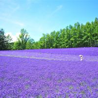 客製｜北海道~薰衣草富良野浪漫遊.小樽.旭山動物園.迷你小團5日【專屬包車】天天出發※不含機票