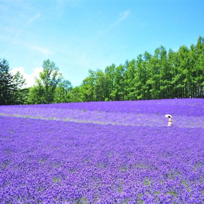 暑假預購折2千｜經典北海道薰衣草DIY.函館纜車.企鵝遊行.富良野花田.哈密瓜吃到飽.三大螃蟹溫泉五日