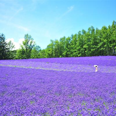 客製｜北海道~薰衣草富良野浪漫遊.小樽.旭山動物園.迷你小團5日【專屬包車】天天出發※不含機票