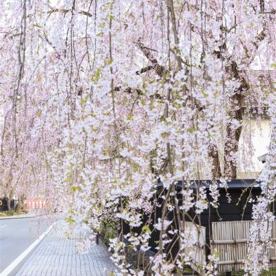 花卷旅遊｜春櫻百選雪迴廊｜櫻花名所~北上展勝地.角館武家屋敷.弘前公園.奧入瀨溪流.松島遊船.秋田鐵道.3晚溫泉五日