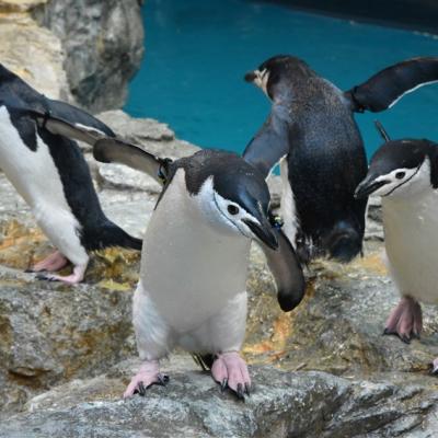 暑假折2千|九州由布院之森.企鵝水族館.別府纜車.自然野生動物園.三大蟹溫泉五日