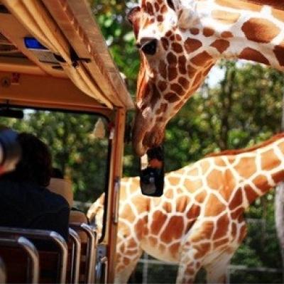 泰國清邁｜湄登大象營、藝術藍白廟、天使瀑布秘境、苗族方程式賽車＆叢林滑翔體驗、太空火星咖啡廳、夜間動物園5日｜兩人成行