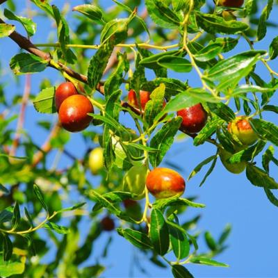 苗栗旅遊｜期間限定.鮮採紅棗.崎頂子母隧道.穿龍老屋豆腐坊.苗栗陶瓷農創園區.范家宴客家料理一日｜大人囝仔