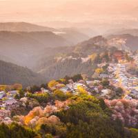 客製｜關西千本櫻~名所吉野山.造幣局.平野神社迷你小團五日【專屬包車】(天天出發)※不含機票