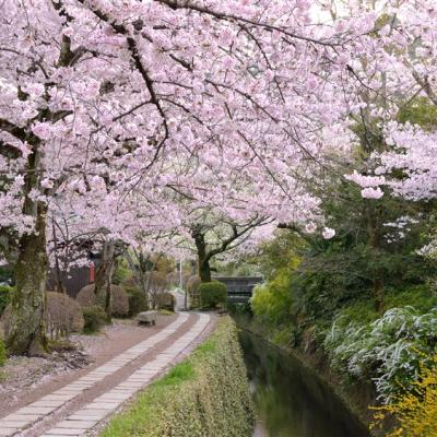 大阪旅遊｜春櫻京阪神奈~清水寺.醍醐寺.蹴上傾斜鐵道.東大寺.哲學之道五日｜一日自由活動｜高雄來回