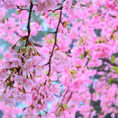 走春享優惠．桃園旅遊｜北橫賞櫻恩愛農場.巴陵古道生態園區.拉拉山特色料理二日｜中部出發