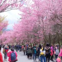 武陵農場櫻花季．宜蘭旅遊｜羅莊櫻花步道.烘爐地求財賞櫻.陽明山櫻花季.羅東夜市X木棉道商旅三日｜台中出發