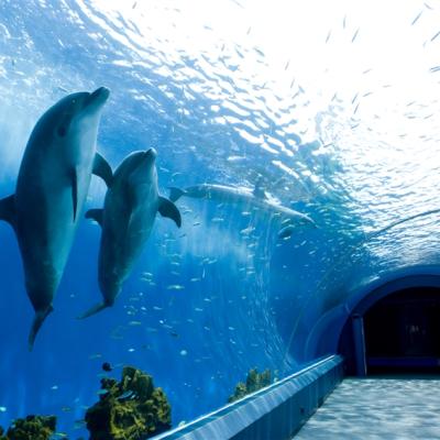 兒童最高省萬元｜東京迪士尼雙樂園.澀谷展望台.八景島水族館.和牛.螃蟹.敘敘苑燒肉.五星美食遇見莓好五日