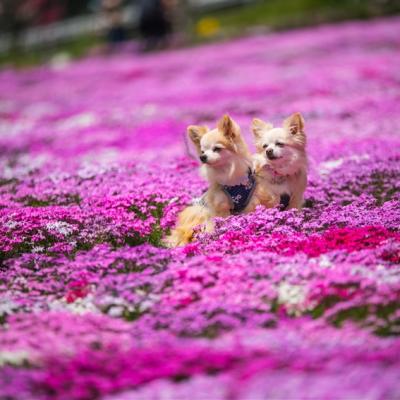 省最大北陸旅遊｜立山雪壁絕景x粉紅芝櫻花毯！合掌村.兼六園.打卡秘境～奈良井宿.犬山城.信州牛壽喜燒.福朋喜來登溫泉六日