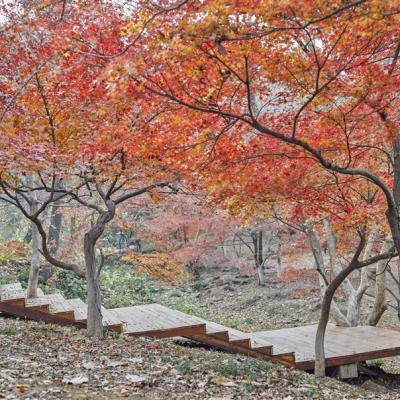 玩樂南京|四大賞楓勝地~棲霞丹楓🍁、南京自由行5日●秋賞一日遊、2人成行、eSIM上網