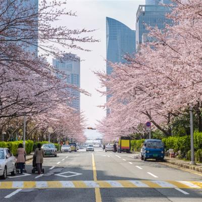 花現釜蔚｜兩晚鬧區.一日自由活動·余佐川.櫻花海.迎春花～五六島迎日公園.最美秘境南川洞櫻花路(一站購物)五日