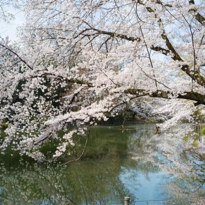 特選東京｜春櫻｜賞櫻名所～井之頭恩賜公園.新宿御苑.川越古街散策.燒肉吃到飽.半自助五日｜高雄來回