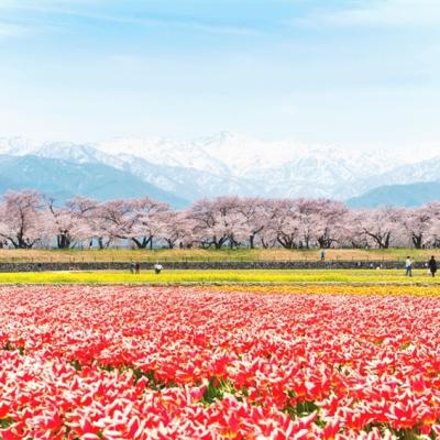 賞櫻預購折2000｜北陸賞櫻百選之所.山崎川四季之道.春日四重奏.鶴舞公園.高遠城址公園五日｜名古屋萬怡.溫泉