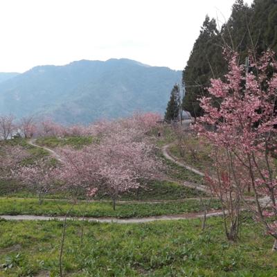 ２０２５福壽山賞櫻．預購折5百｜保證入住福壽山農場.合歡山武嶺.千櫻園櫻花季二日｜台中出發