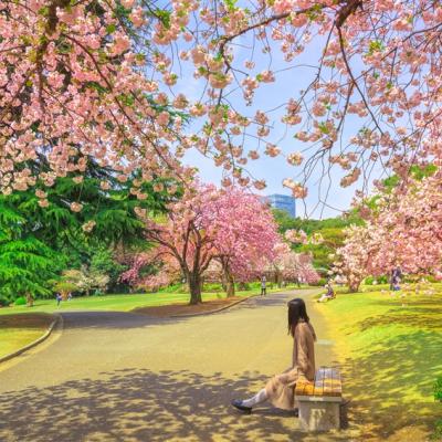 賞櫻預購折2000｜東京迪士尼.日立海濱公園.新宿御苑.水戶偕樂園.日立平和櫻花大道.袋田瀑布.採草莓體驗五日【茨城】