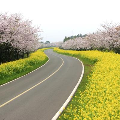 賞櫻預購折2000｜濟州旅遊｜春天最美道路~鹿山路.金黃花毯山房山.全新小熊軟糖世界(一站購物彩妝)5日