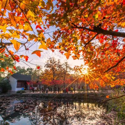 玩樂蘇州|四大賞楓勝地~天平古楓🍁、拙政園、寒山寺、上海自由行5日●秋賞一日遊、2人成行、eSIM上網