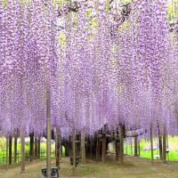 東京旅遊｜無自理餐｜日立粉蝶花.粉色芝櫻.浪漫紫藤花.日光東照宮.偕樂園.牛久大佛.美食溫泉五日｜高雄來回