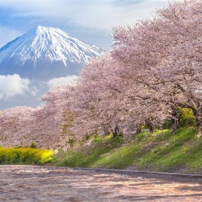 春櫻名古屋靜岡～SL大井川鐵道｜富士山櫻花絕景~岩本山.龍巖淵.日本平纜車.濱名湖遊船.牧之原茶園.岡崎城.螃蟹溫泉五日