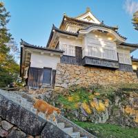 雙12超殺價.日本旅遊｜寒霞溪.大步危遊船.五台山竹林寺.松山城.金刀比羅宮六日｜台中出發